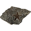 Starfish Fossil in Matrix